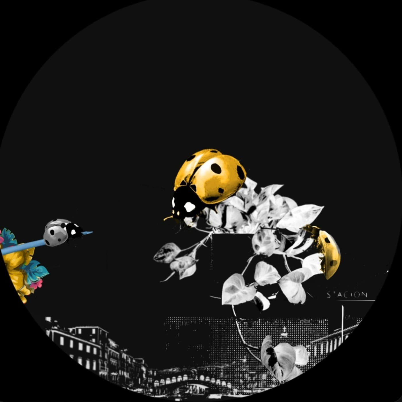 Calabasa - Coccinelle